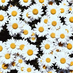 免费的日本网站
