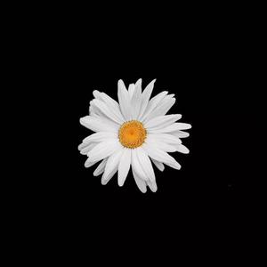 免费的日本网站
